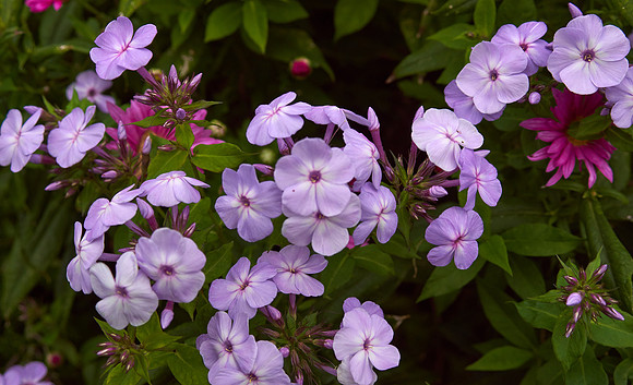 Phlox 'Pink Lady'
