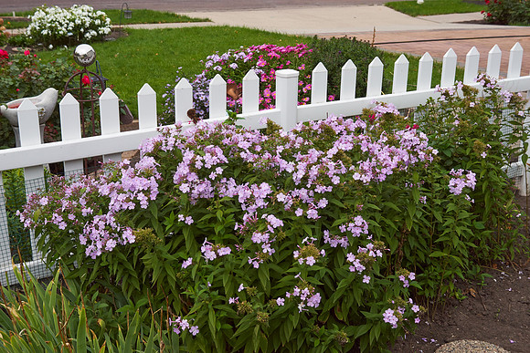 Phlox 'Pink Lady'