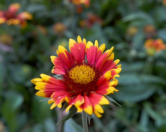 Blanket Flower 'Arizona Sun'