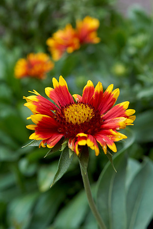 Blanket Flower 'Arizona Sun'