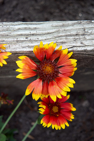 Blanket Flower 'Arizona Sun'