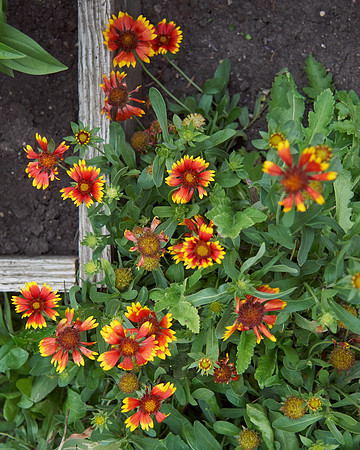 Blanket Flower 'Arizona Sun'