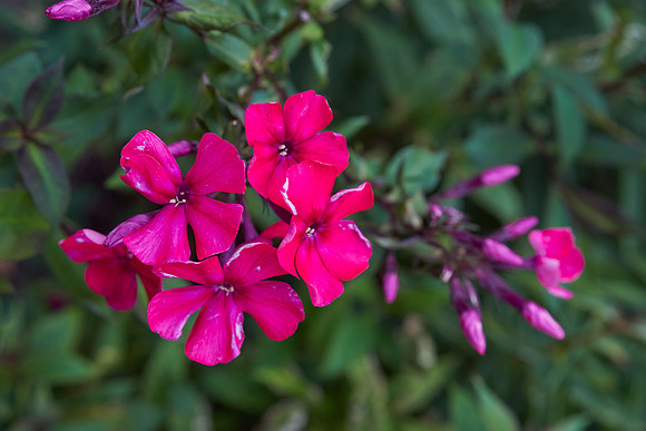 Phlox 'Starfire'