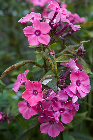Phlox 'Coral Creme Drop'