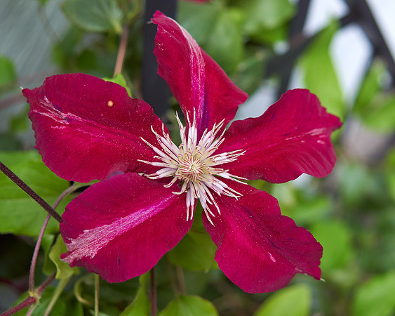 Clematis 'Niobe'