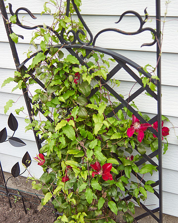 Clematis 'Niobe'