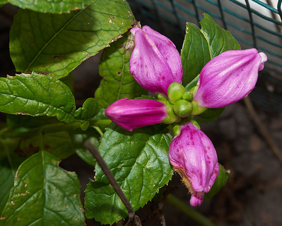 Chelone 'Hot Lips'