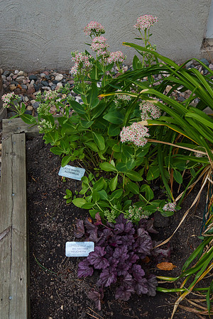 Heuchera 'Wildberry'