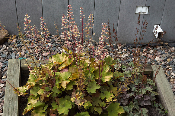 Heuchera 'Caramel'