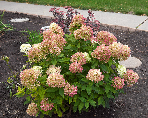 Hydrangea 'Little Lime'