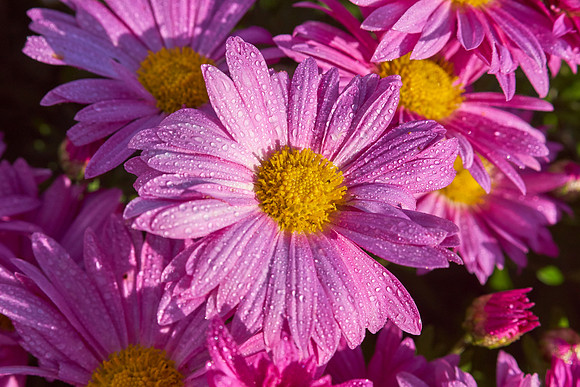 Chrysanthemum 'Mammoth Dark Pink'