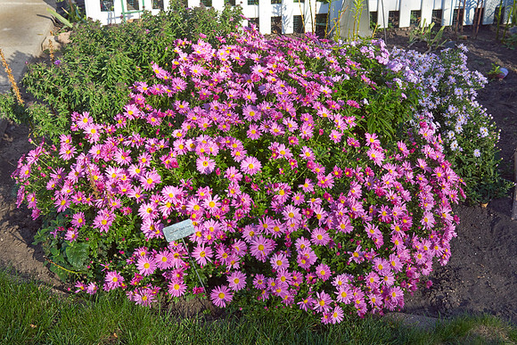 Chrysanthemum 'Mammoth Dark Pink'