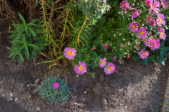 Chrysanthemum 'Mammoth Dark Pink'
