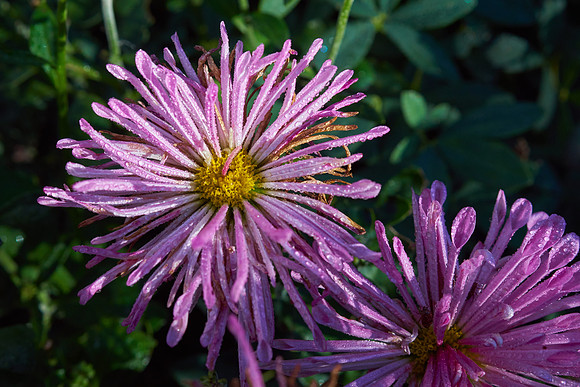 Chrysanthemum 'Grape Glow'