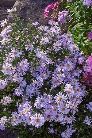 Chrysanthemum 'Ryan’s Pink'