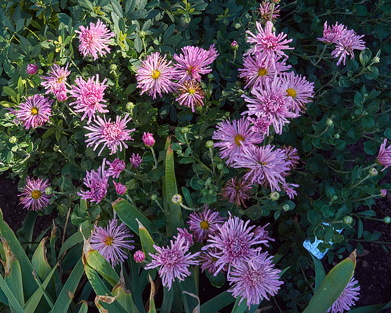 Chrysanthemum 'Grape Glow'