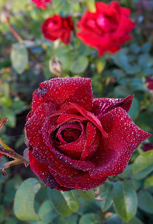 Rose 'Ingrid Bergman'