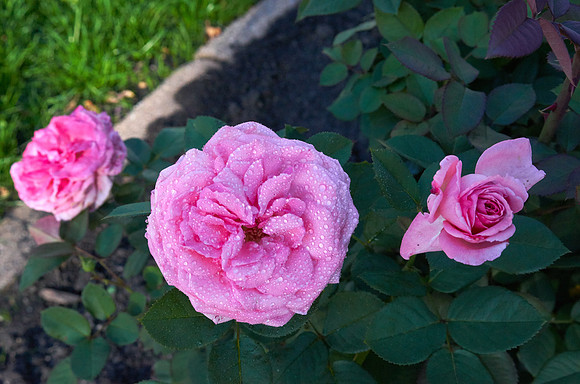 Rose 'Love & Peace'