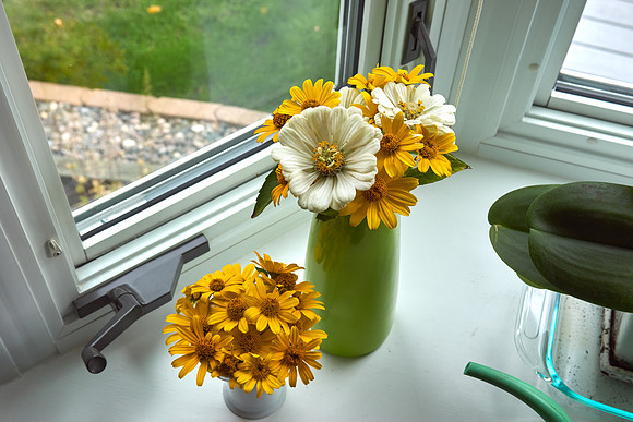 Heliopsis 'Summer Nights'