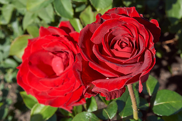 Rose 'Ingrid Bergman'
