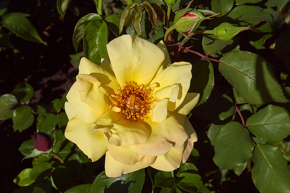 Rose 'Love & Peace'