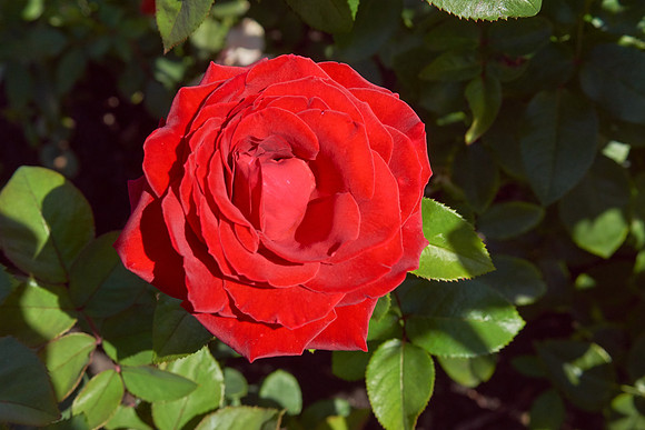 Rose 'Ingrid Bergman'