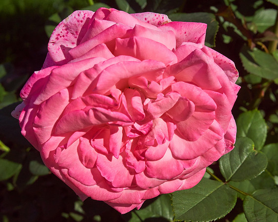 Rose 'Canada Blooms'
