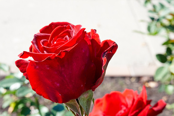 Rose 'Ingrid Bergman'