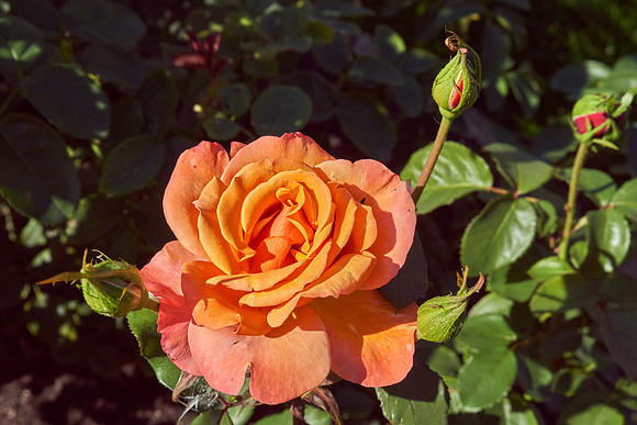 Rose 'Falling In Love'