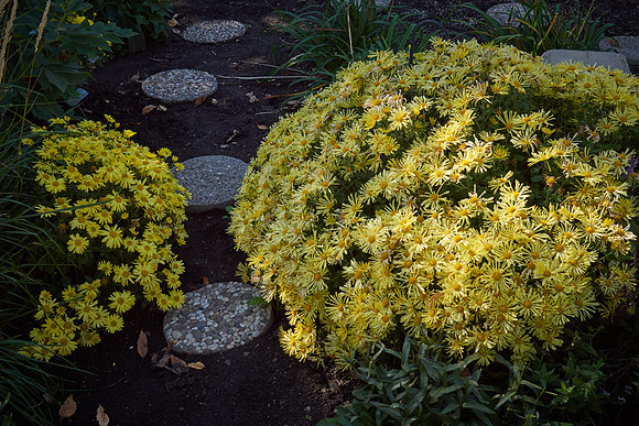 Chrysanthemum 'Morden Canary'
