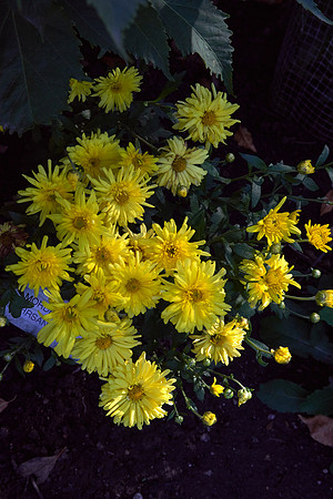 Chrysanthemum 'Morden Canary'