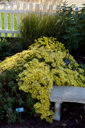Chrysanthemum 'Mammoth Yellow'