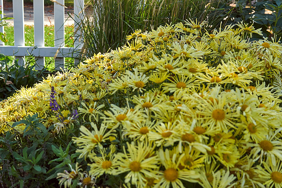 Chrysanthemum 'Mammoth Yellow'