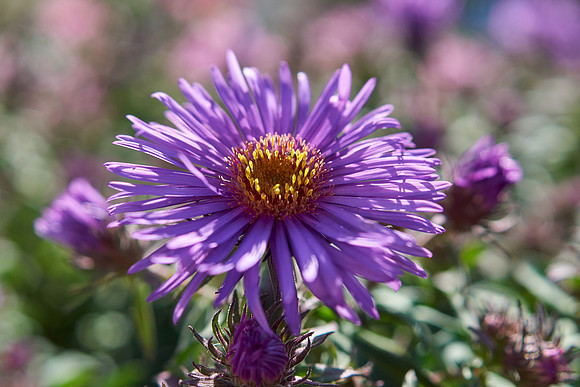 Chrysanthemum 'Ryan’s Pink'