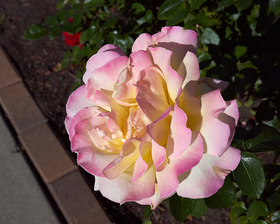 Rose 'Love & Peace'