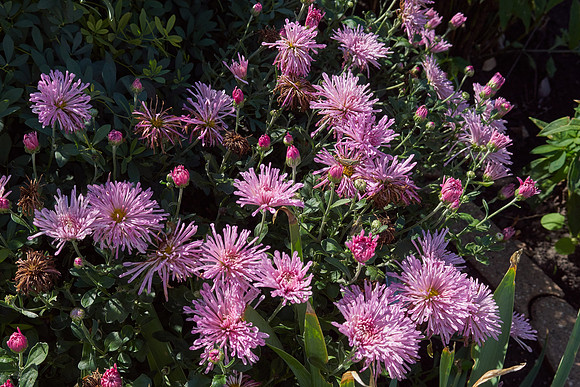 Chrysanthemum 'Grape Glow'