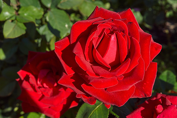 Rose 'Ingrid Bergman'