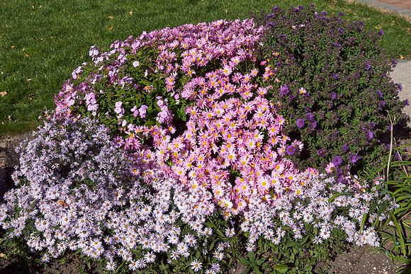 Chrysanthemum grandiflorum 'Ryan’s Pink'