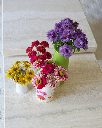 Chrysanthemum purple