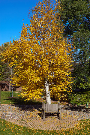 Birch tree