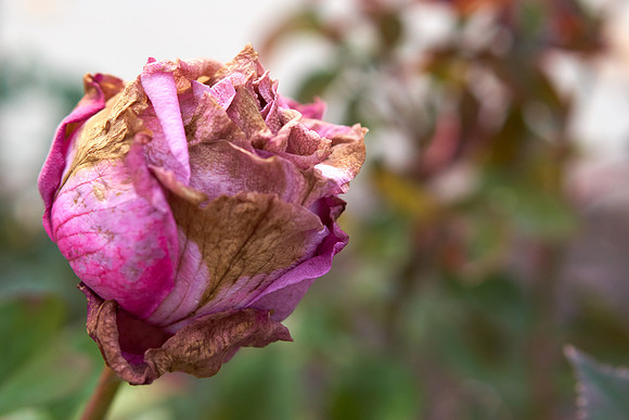 Rose 'Royal Amethyst'
