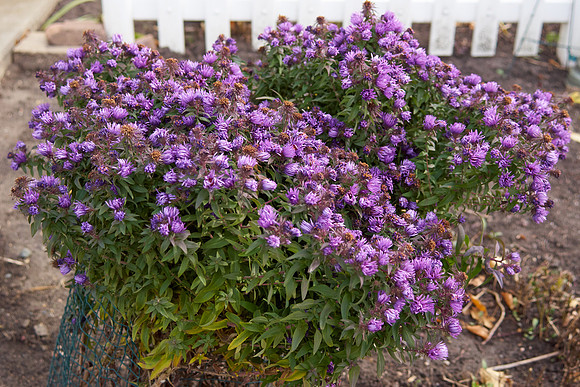 Aster, New England 'Purple Dome'