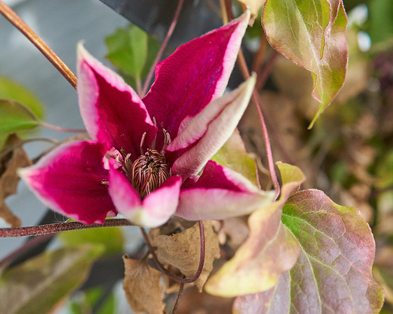 Clematis 'Niobe'