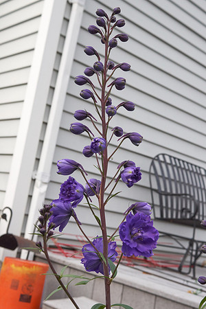 Delphinium 'Pagan Purples'