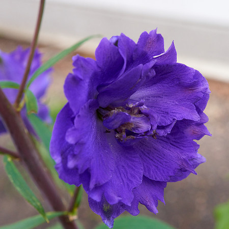 Delphinium 'Pagan Purples'