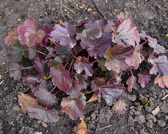 Heuchera 'Midnight Rose'