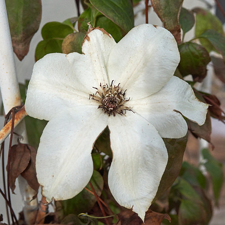Clematis 'Ninon'
