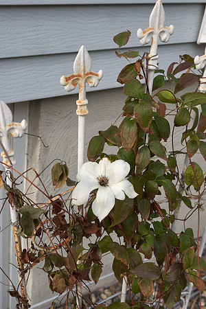 Clematis 'Ninon'