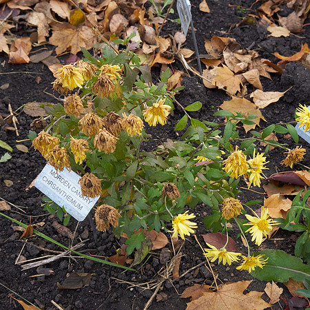 Chrysanthemum 'Morden Canary'
