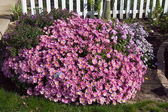 Chrysanthemum 'Mammoth Dark Pink'